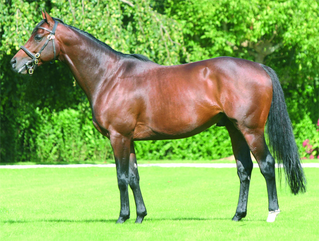 Gentlewave s'installe au Haras de Gélos - Sorelis en 2014