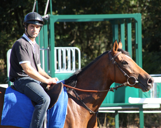 Yann Creff à cheval